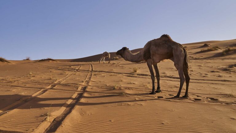 JOHN STAPELS 1542 JS907619